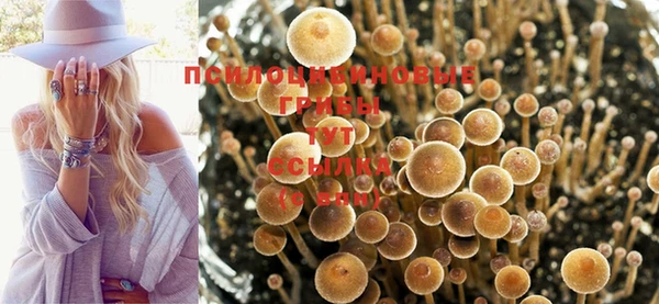 прущие грибы Аркадак